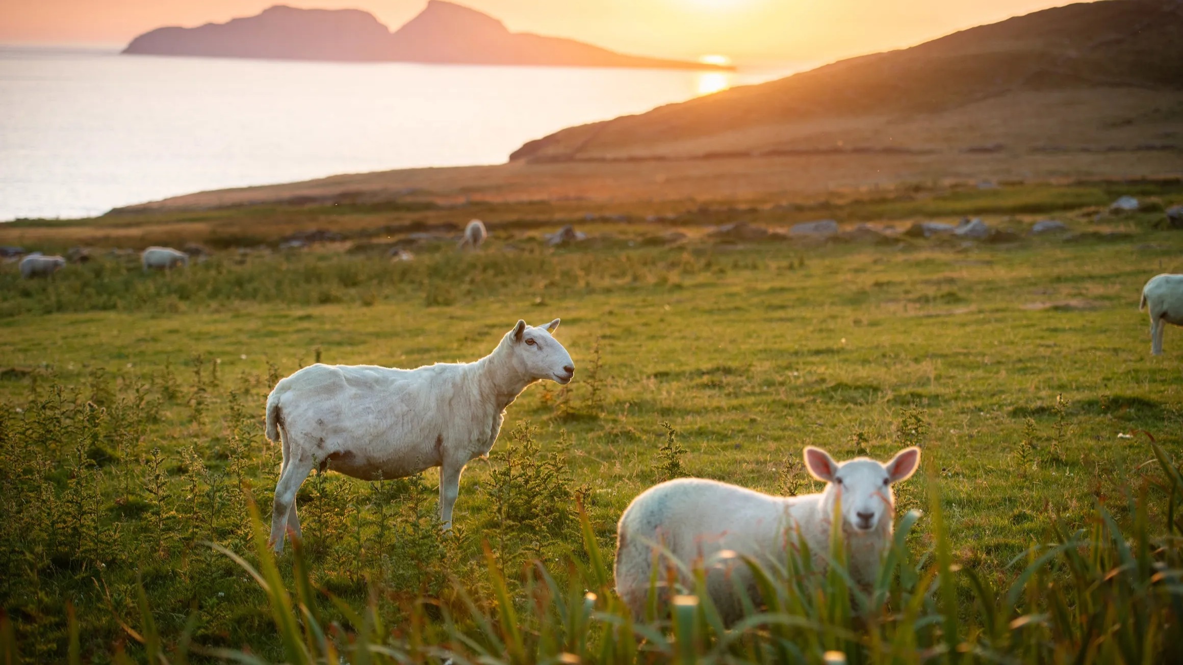 Ireland tour landscape at sunset